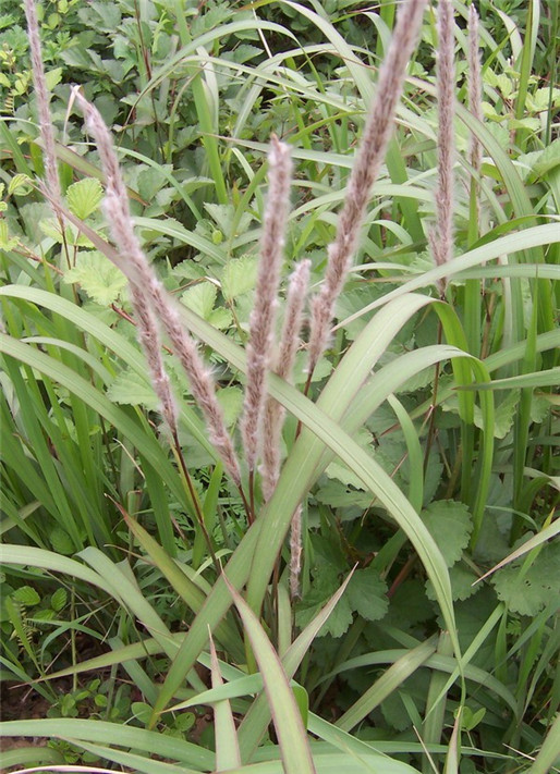 白茅 - 湿地植物 - 天津北大港湿地管理中心网站